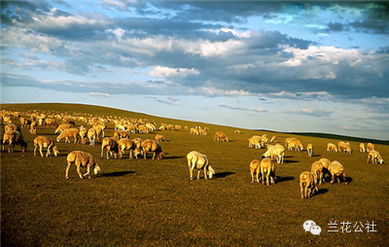 呼倫貝爾，不僅有最美的夏天，還有童話般的金秋——農林牧漁的豐盈畫卷
