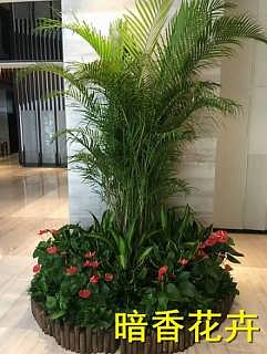 杭州綠化新風尚 植物、花卉租賃引領環保與美觀生活