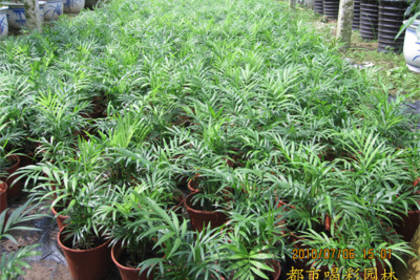 南寧植物租賃與養(yǎng)護服務 打造綠色空間的全方位解決方案