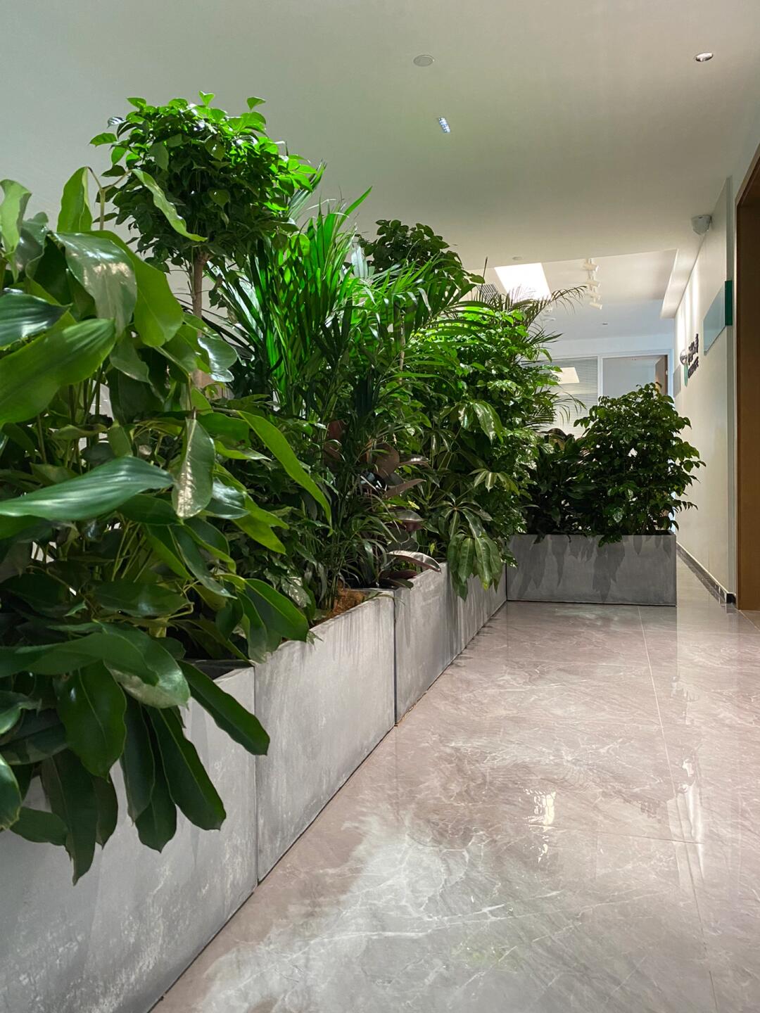 綠意空間，靈動隔斷 專業(yè)植物租賃與造景服務打造辦公新生態(tài)