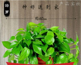 武漢三鎮(zhèn)植物租賃服務 免費上門打造綠色辦公與生活空間