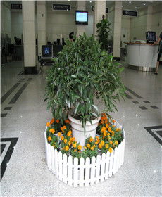 湖北植物租擺租賃 同城優選與專業養護服務誠薦