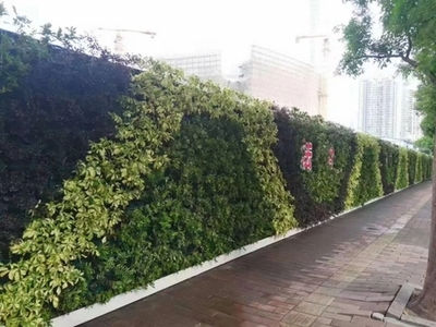 廣州成茂園林綠化 專業植物租賃與養護，打造綠色辦公空間