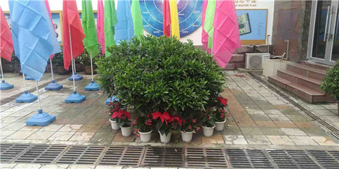 綠意煥新校園，盆栽租賃扮靚校園一角