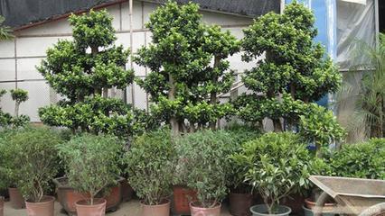 上海思羽園林綠化 專業花卉租賃，為寫字樓與生活空間注入自然生機