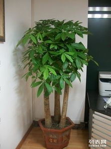 上海辦公室綠植租擺與花卉租賃服務 專業園林綠化，價格實惠，助力商務環境升級