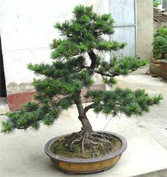 專業綠意，悅享空間 深圳電視臺攜手指定園藝公司打造高品質室內植物租擺與養護服務