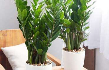 南昌花卉租賃指南 專業公司、價格解析與貼心養護服務