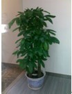 專業(yè)綠化，無憂托管 解析廣州市壹展園林綠化的植物租賃與維護(hù)服務(wù)